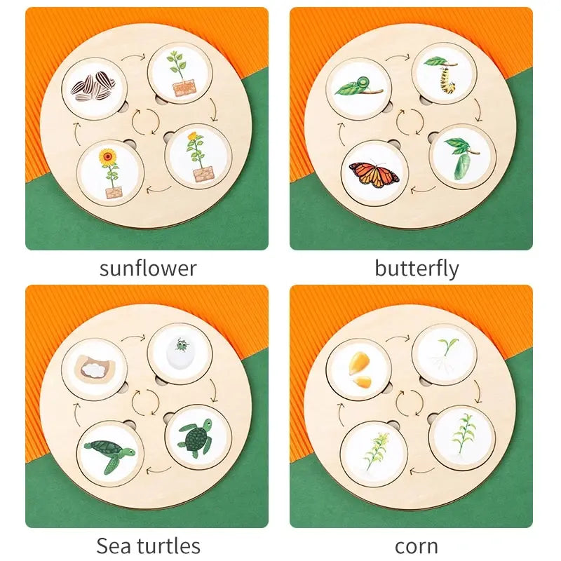 Montessori Life Cycle Science Kit